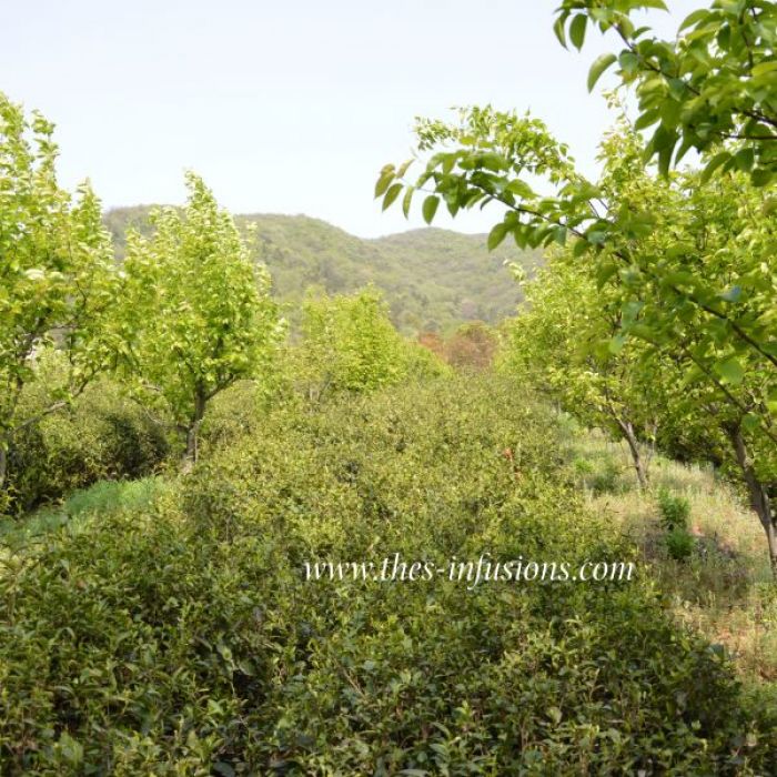 La plantation et les arbres fruitiers