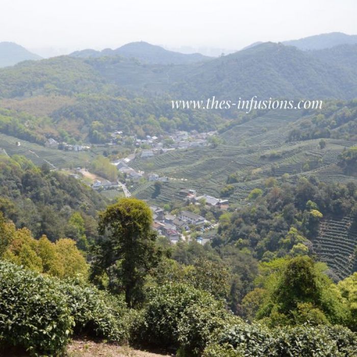 Les théiers surveillent le village de Long Jin