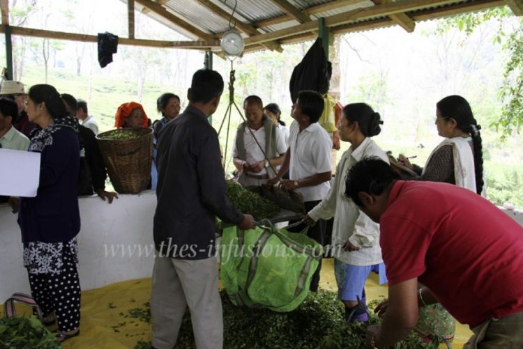 Visite des plantations de thé à Darjeeling