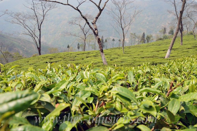 Theiers à Darjeeling